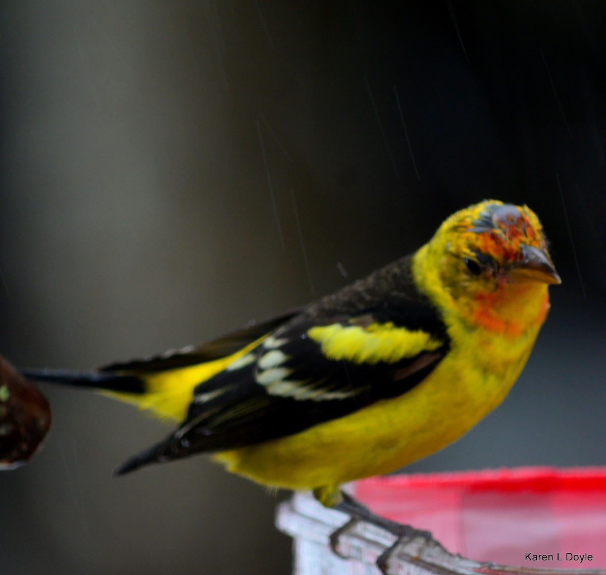 Western Tanager - ML55391961