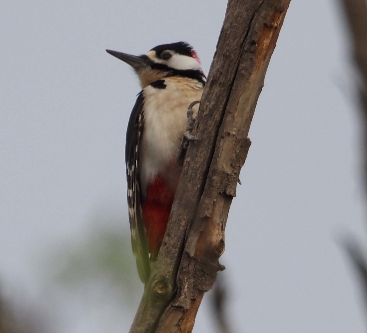 Great Spotted Woodpecker - ML553921321