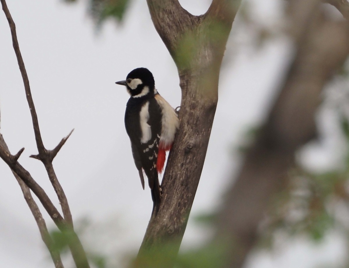 Great Spotted Woodpecker - ML553921331