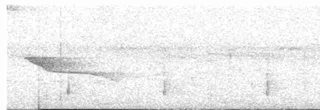 hvitbuksmett (leucogastra gr.) - ML553923031