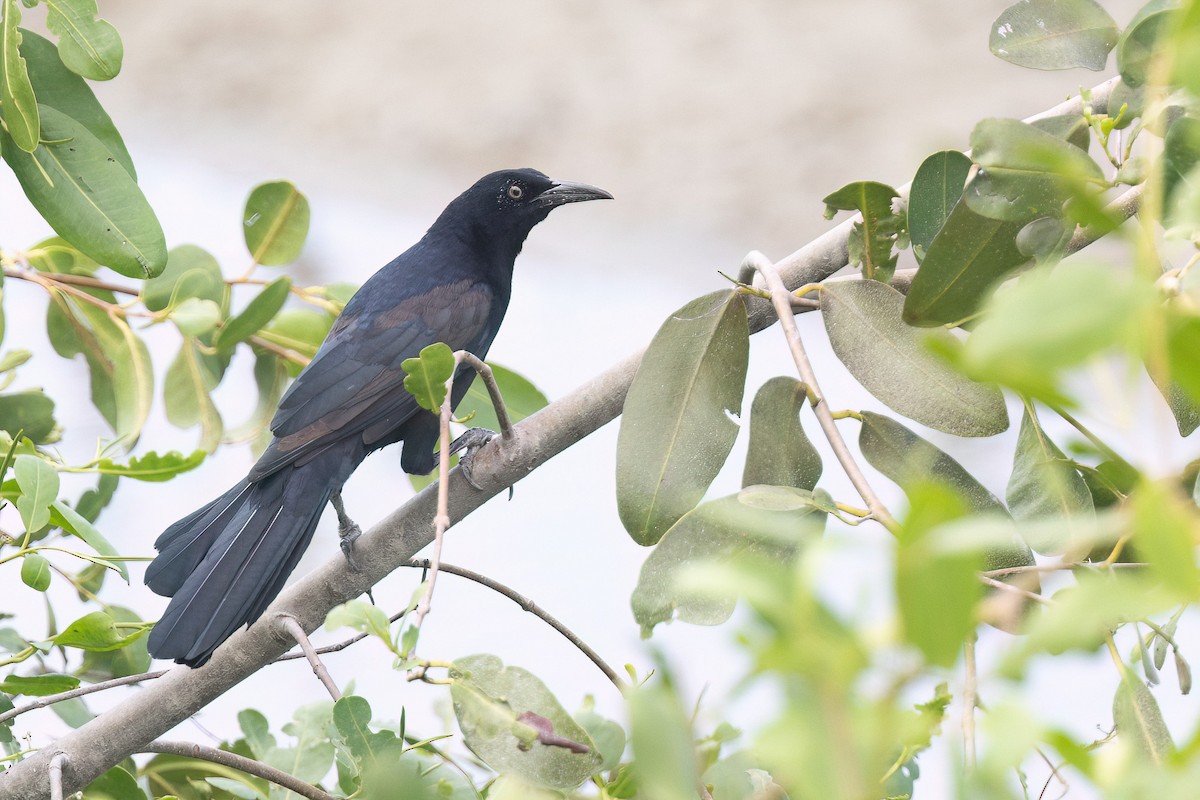 Great-tailed Grackle - ML553925821