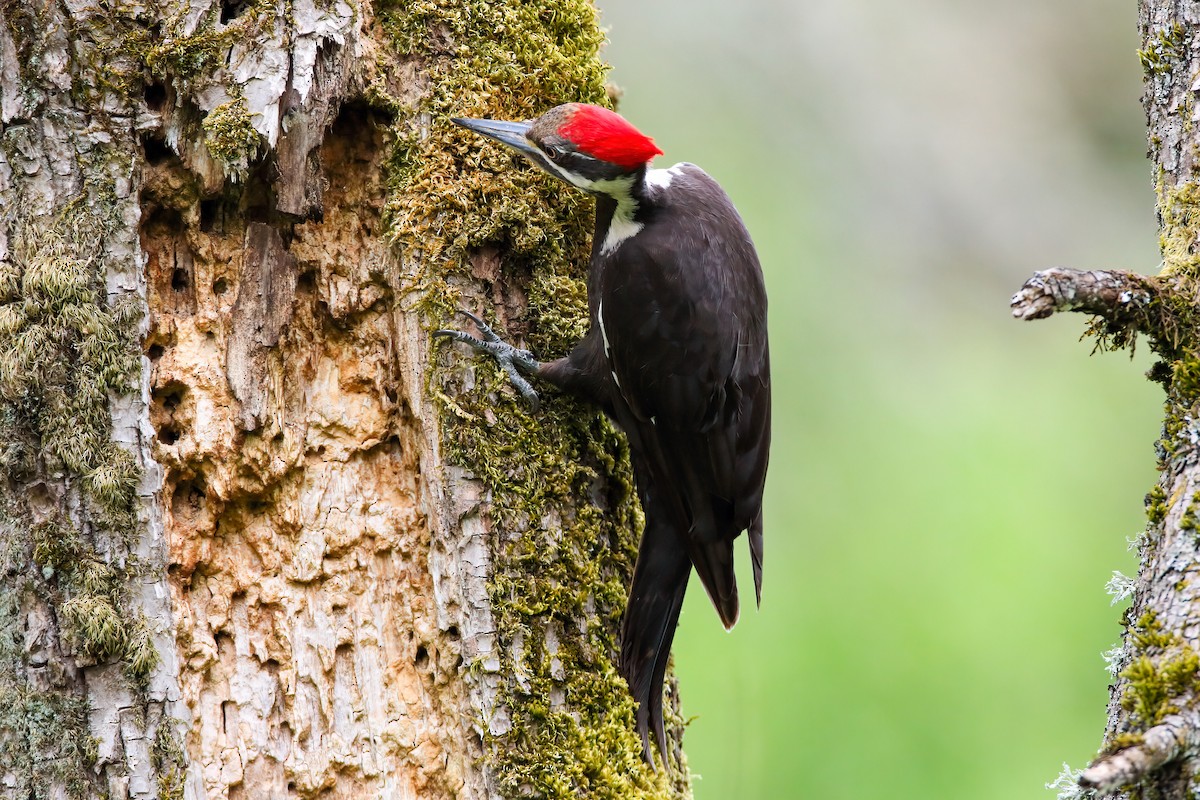 Pileated Woodpecker - ML553927571