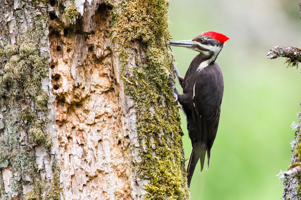 Pileated Woodpecker - ML553927591