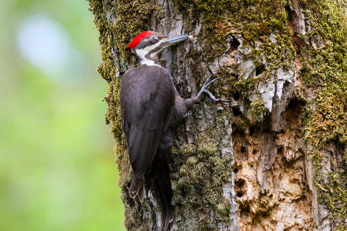 Pileated Woodpecker - ML553927601