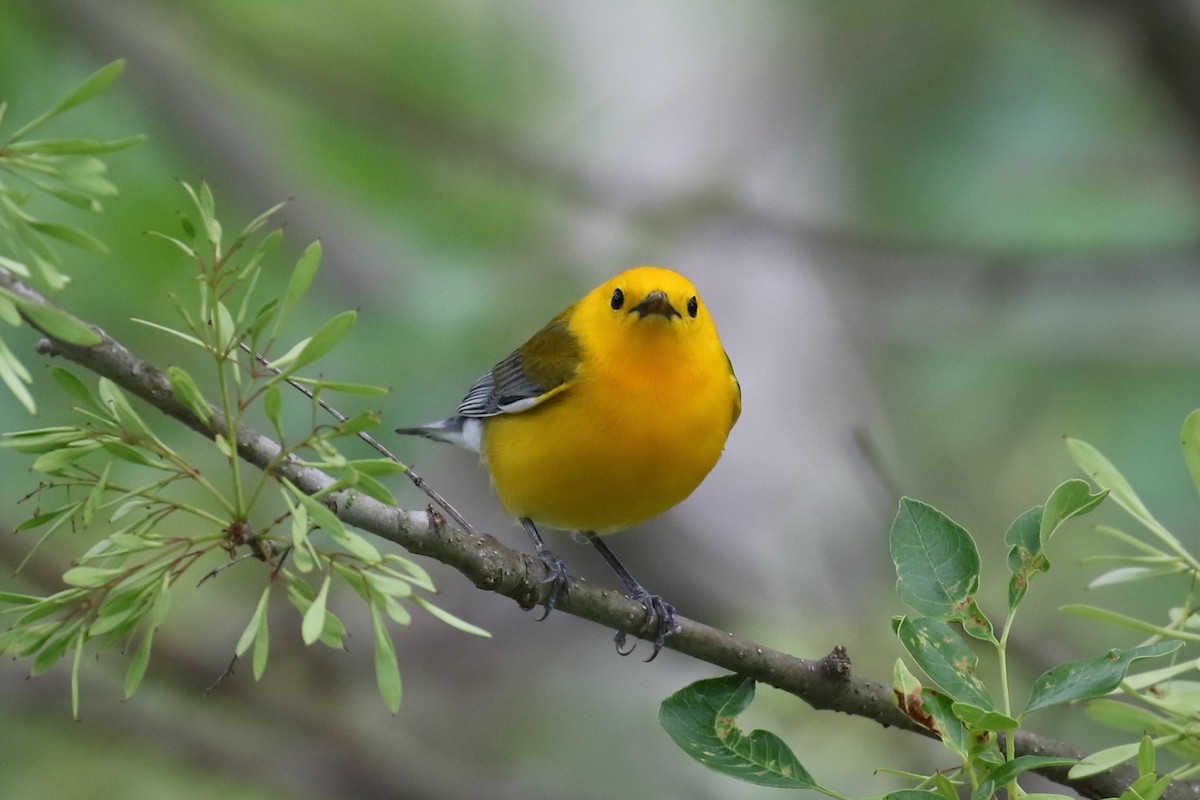 Prothonotary Warbler - Jean Suplick