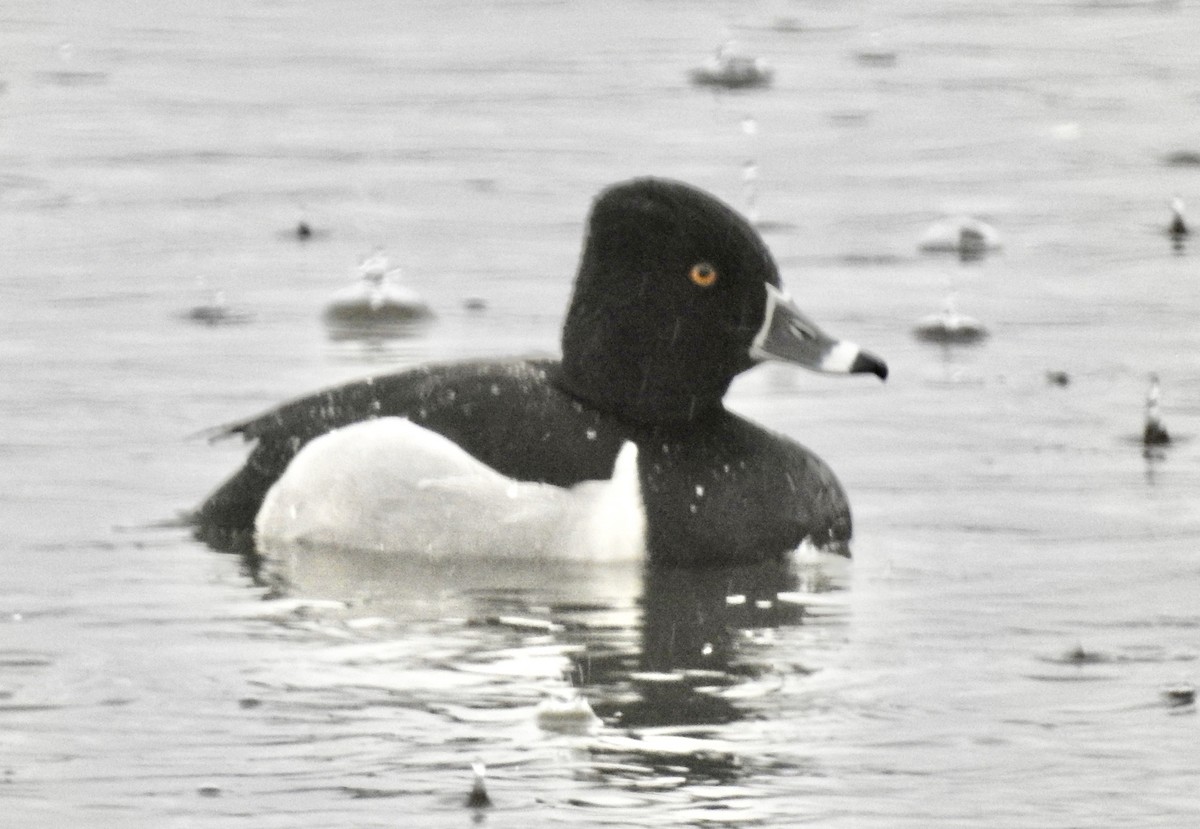 Ring-necked Duck - ML553929411