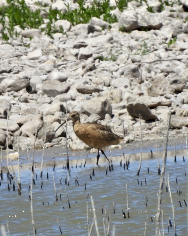 Long-billed Curlew - ML553933451