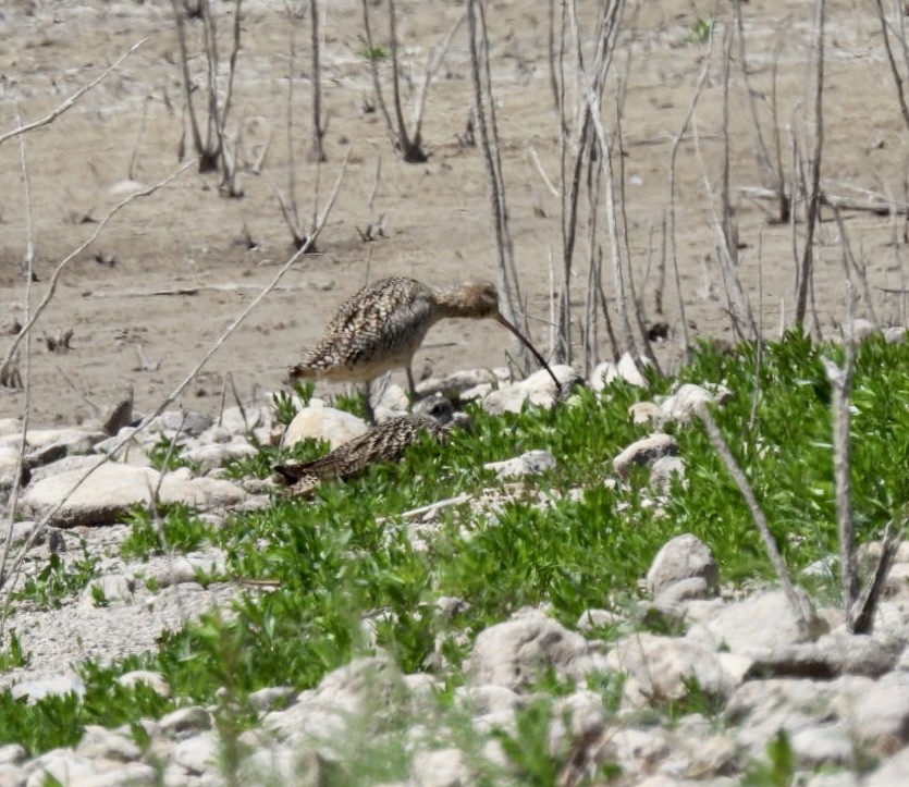 Long-billed Curlew - ML553933461