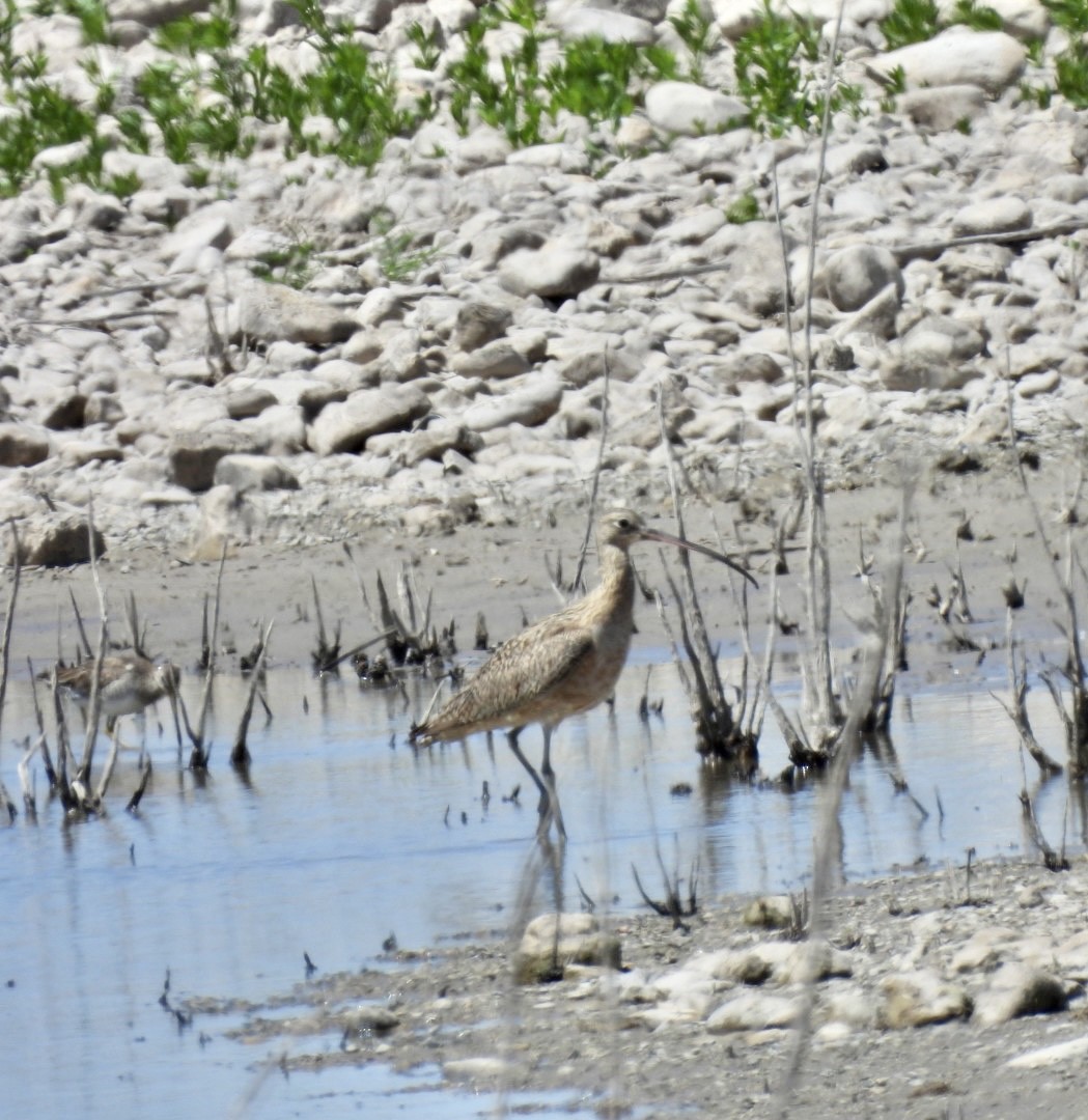 Long-billed Curlew - ML553933481