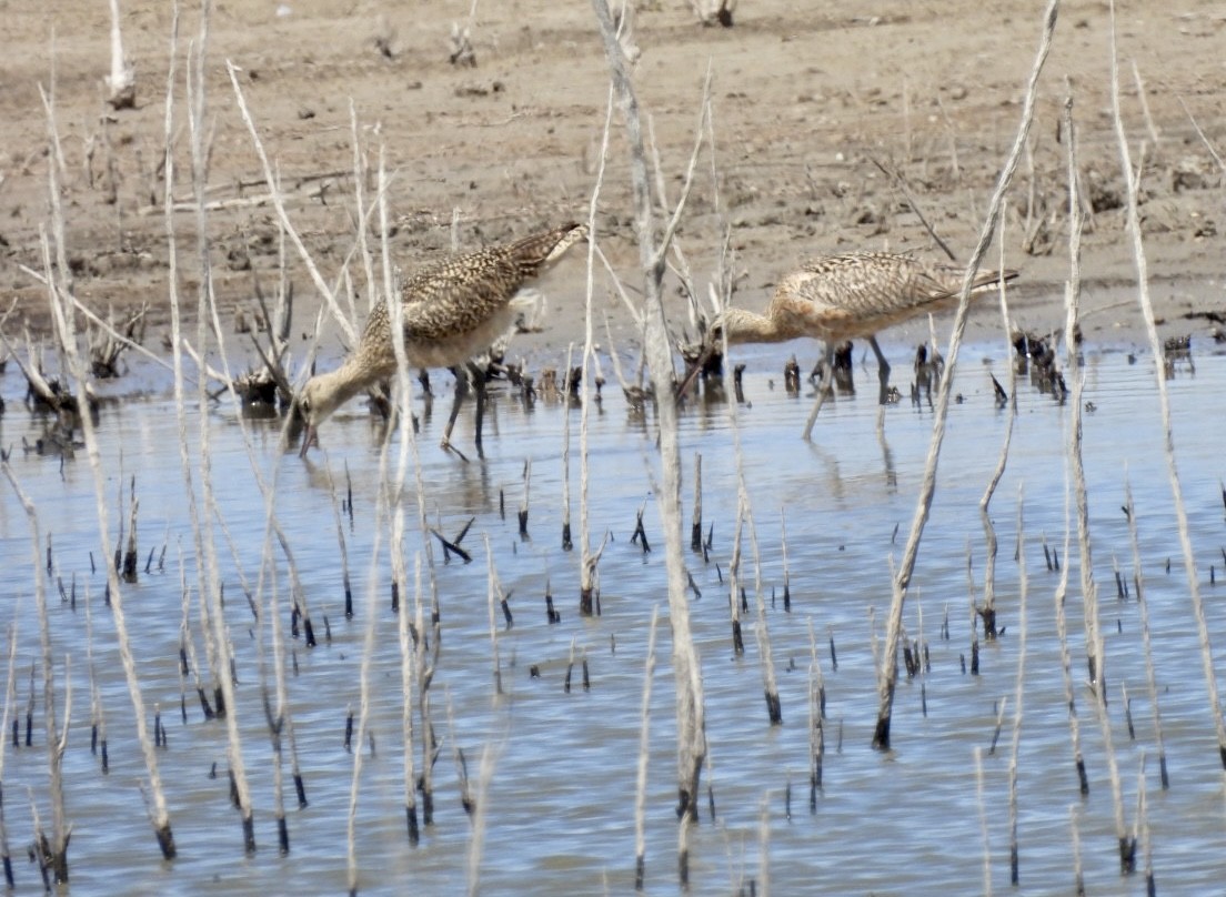 Long-billed Curlew - ML553933491