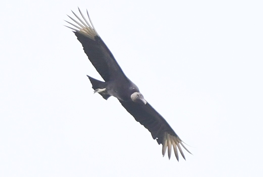 Black Vulture - ML553935751