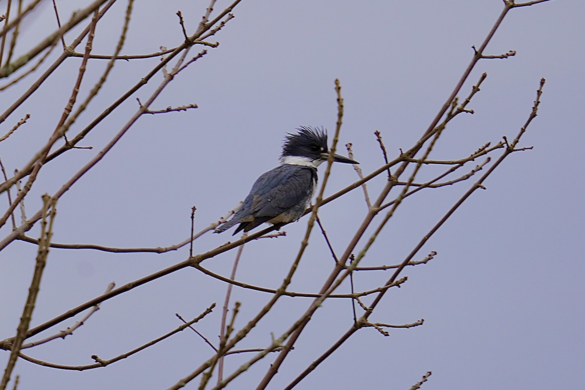 Belted Kingfisher - ML553937081