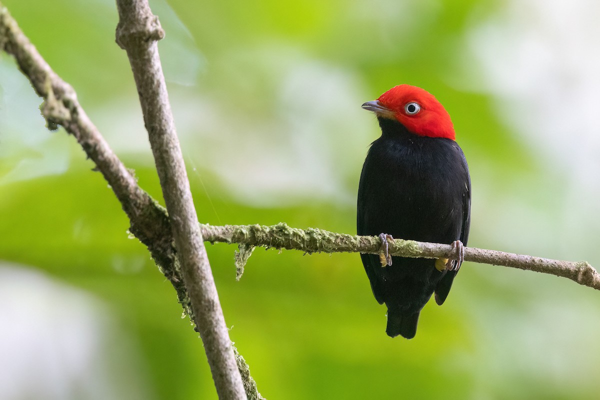 Red-capped Manakin - ML553938351