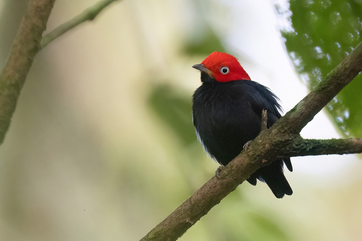 Red-capped Manakin - ML553938361