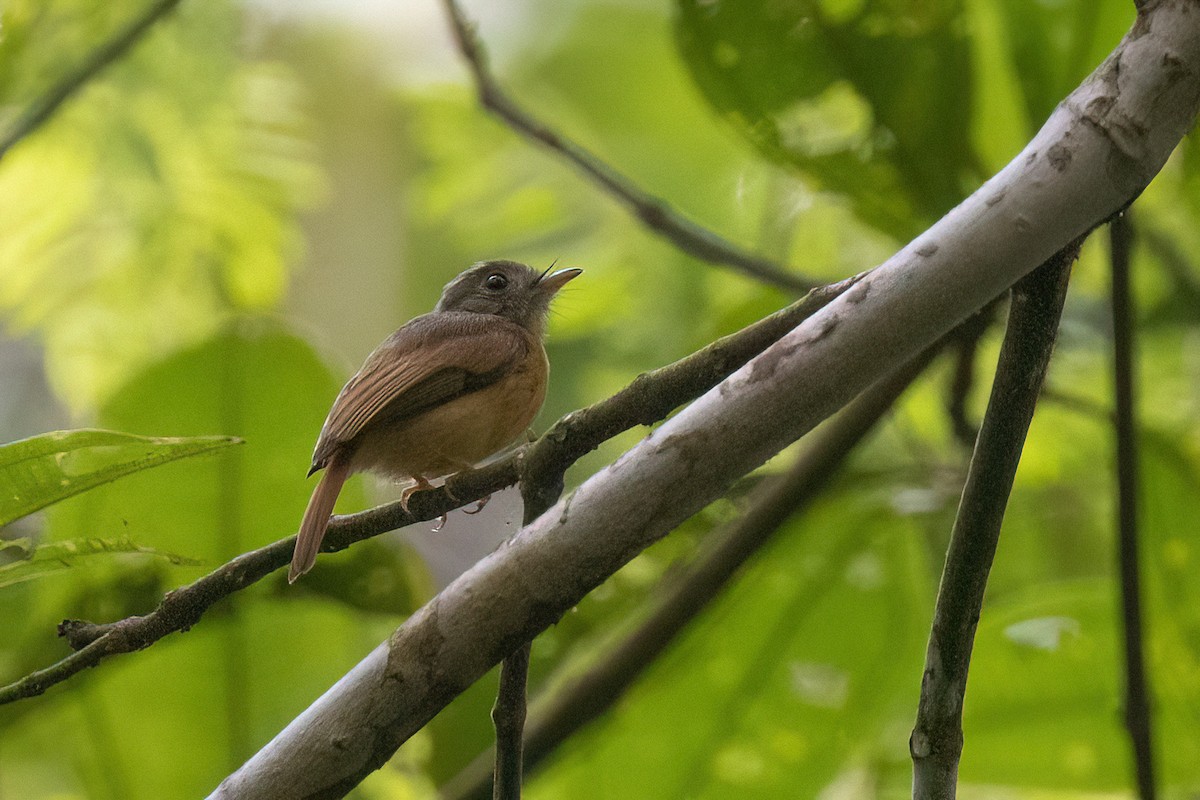 Ruddy-tailed Flycatcher - ML553938411