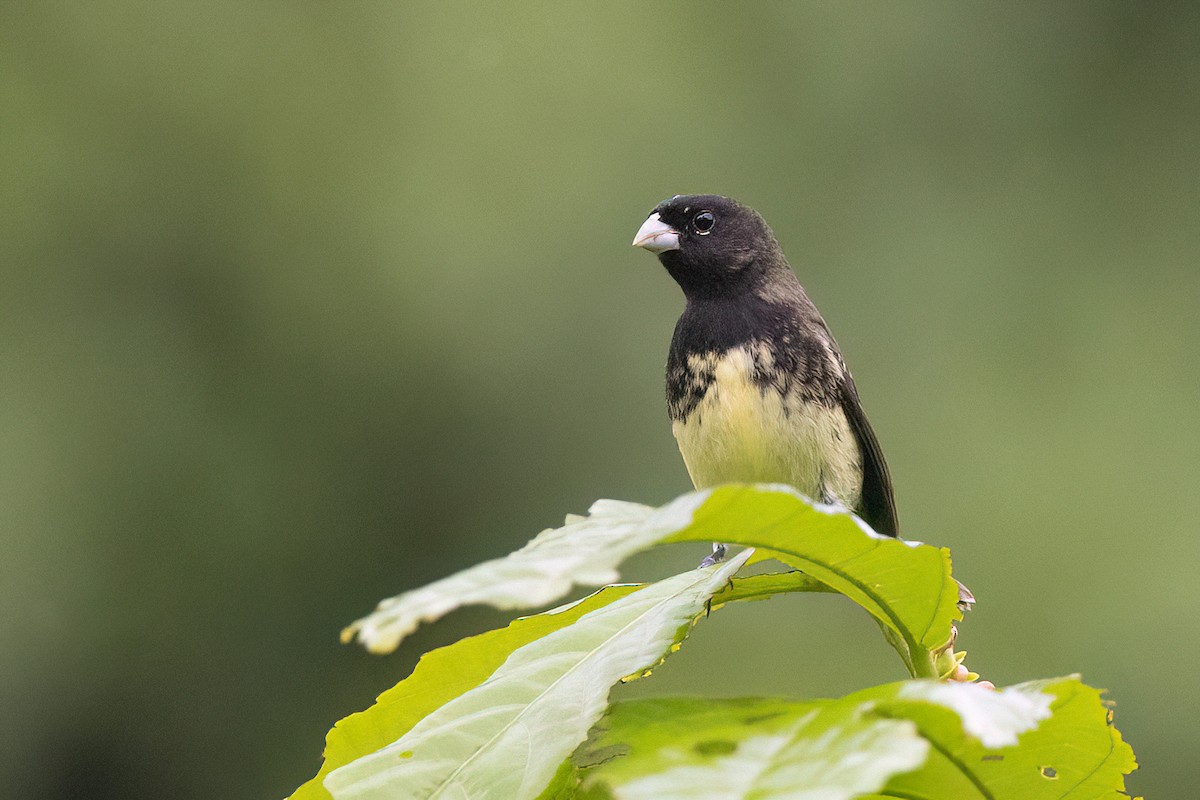 Yellow-bellied Seedeater - ML553938691