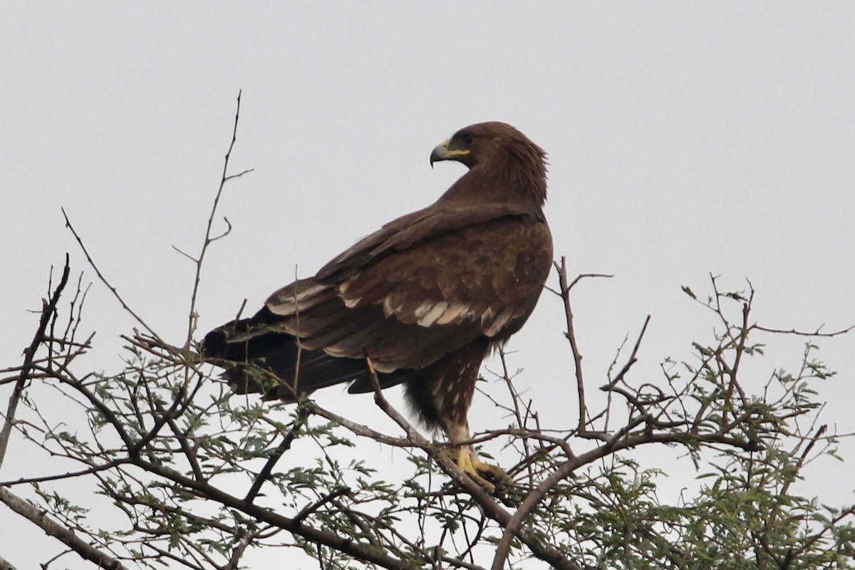 Greater Spotted Eagle - ML55394101