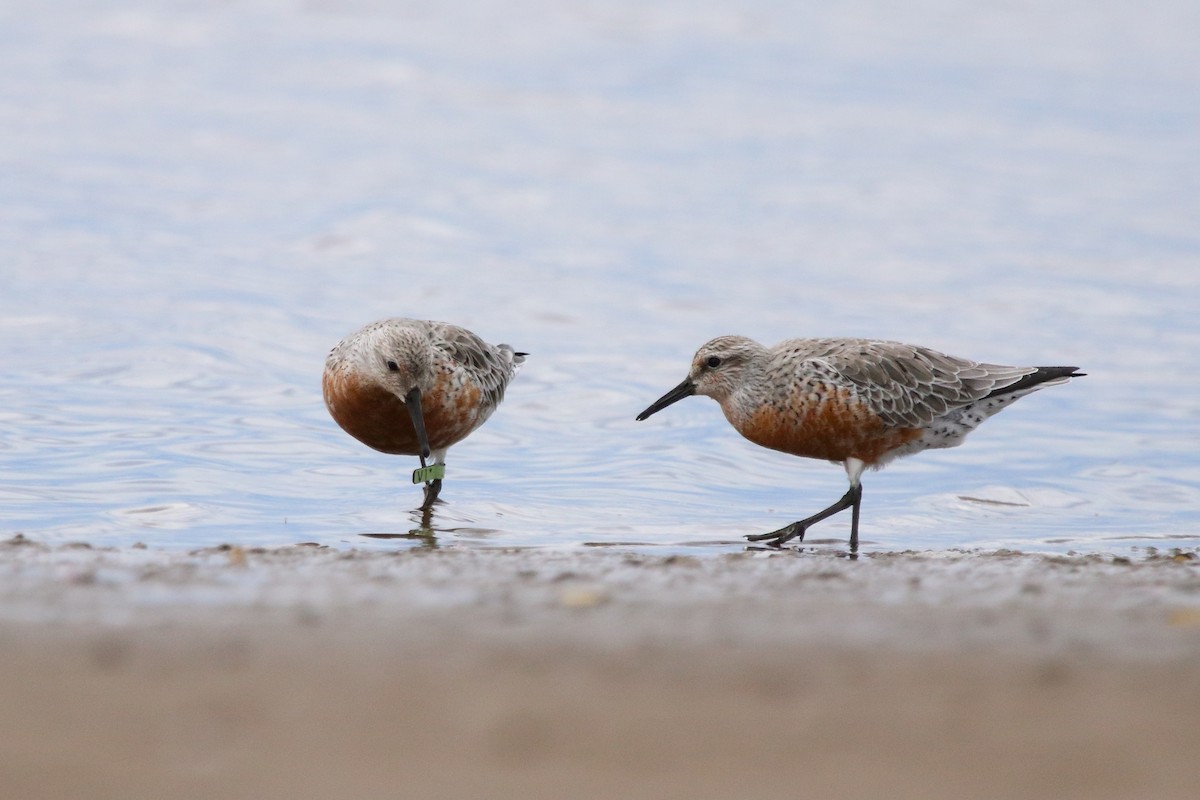 Red Knot - ML553943551