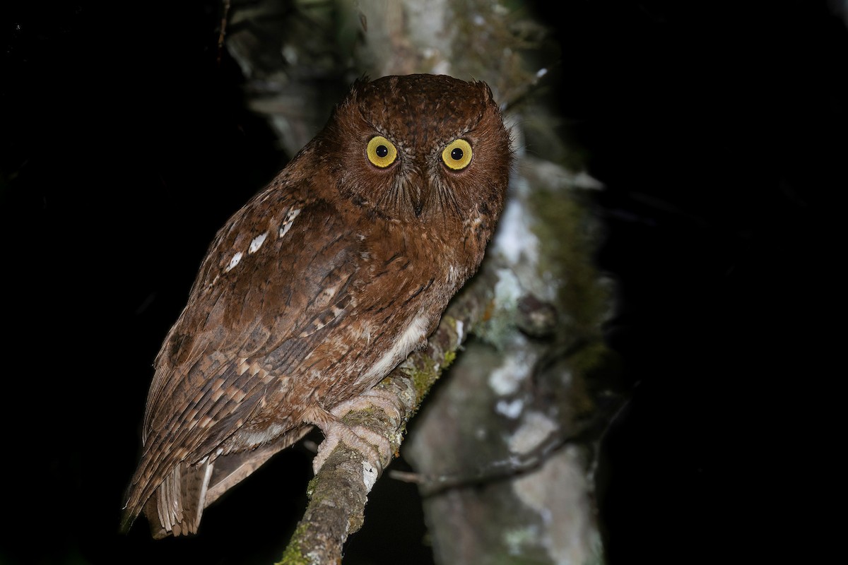 Madagascar Scops-Owl - ML553949721