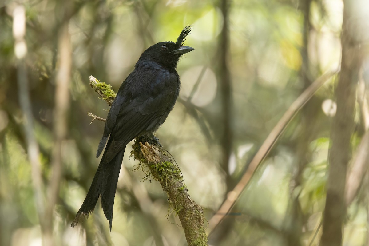 Crested Drongo - ML553950021