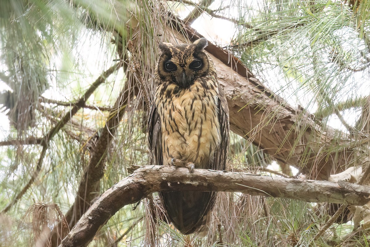Madagascar Owl - ML553950421