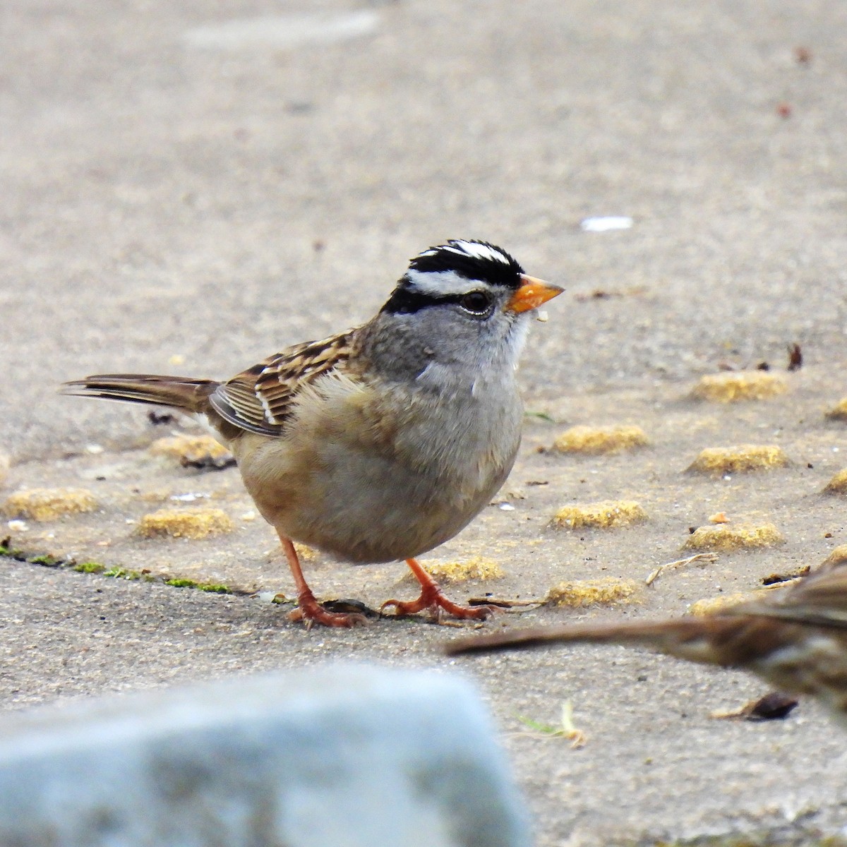 White-crowned Sparrow - ML553952231