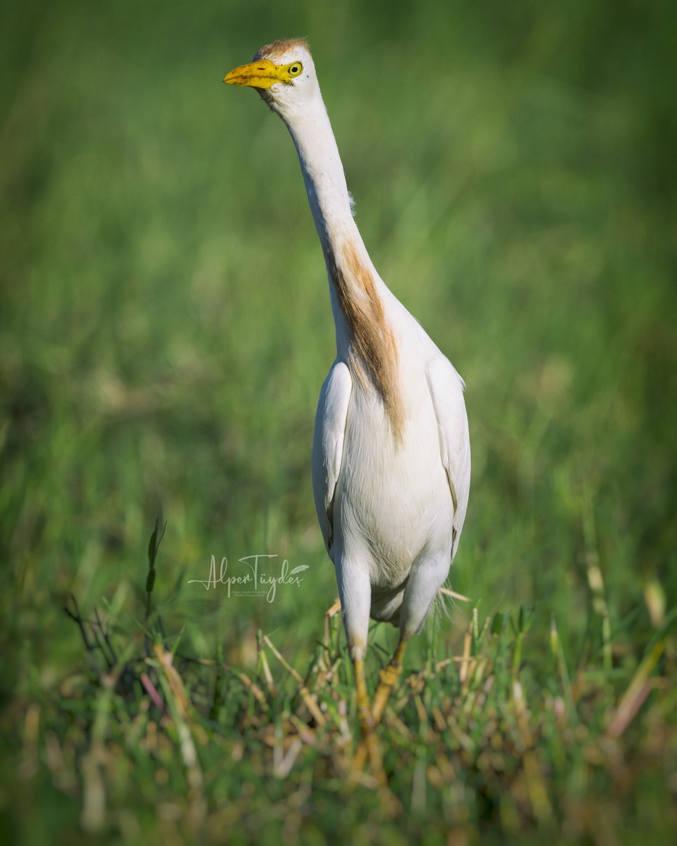 Western Cattle Egret - Alper Tüydeş