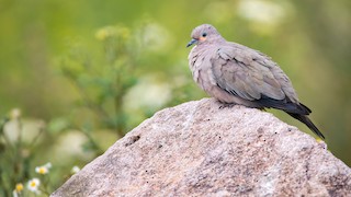 Black-winged Ground Dove, ML553953041