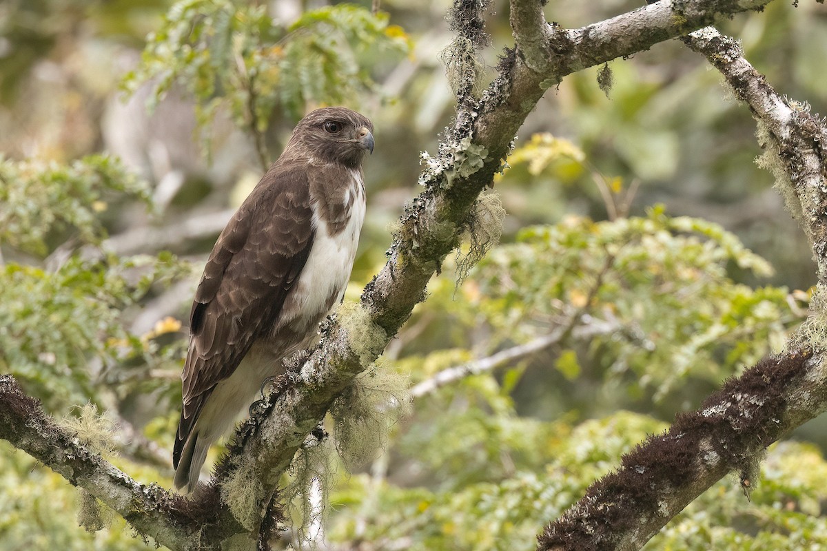 Madagascar Buzzard - Chris Venetz | Ornis Birding Expeditions