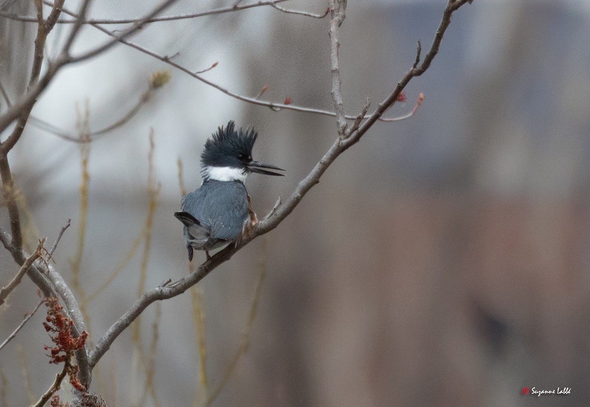 Belted Kingfisher - ML55395441