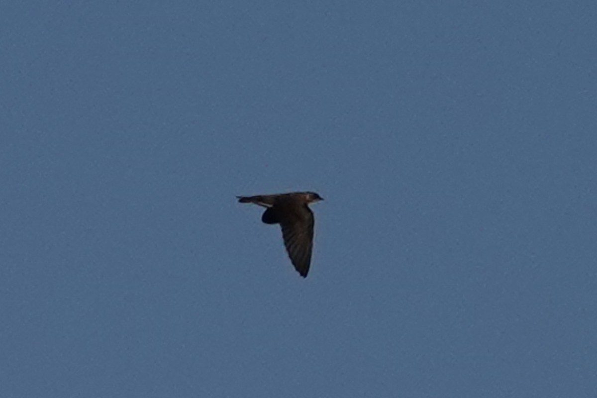 Northern Rough-winged Swallow - ML553958901
