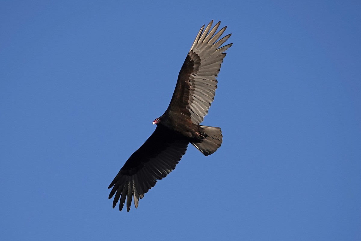 Turkey Vulture - ML553959071