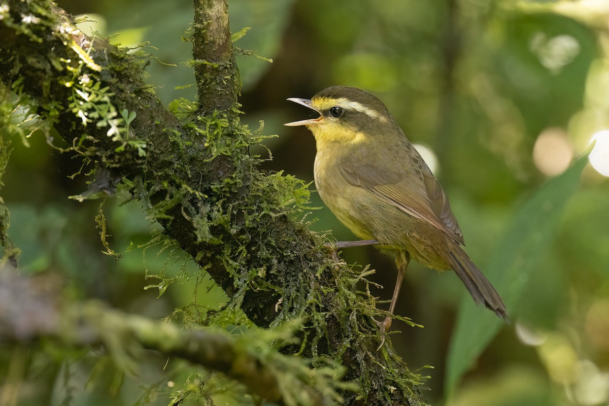 Yellow-browed Oxylabes - ML553960151