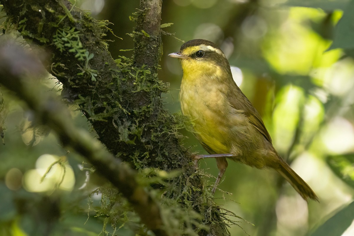Yellow-browed Oxylabes - ML553960171