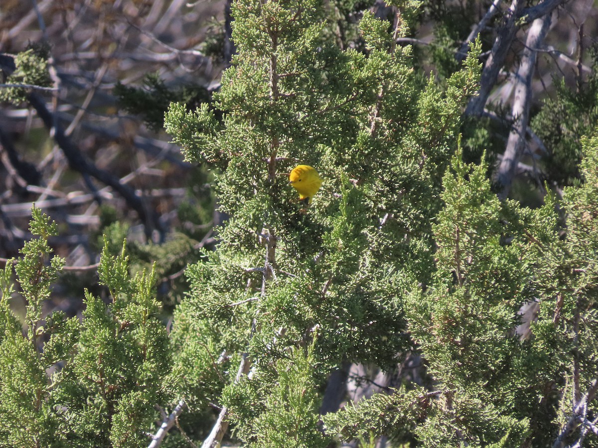 Yellow Warbler - ML553972561