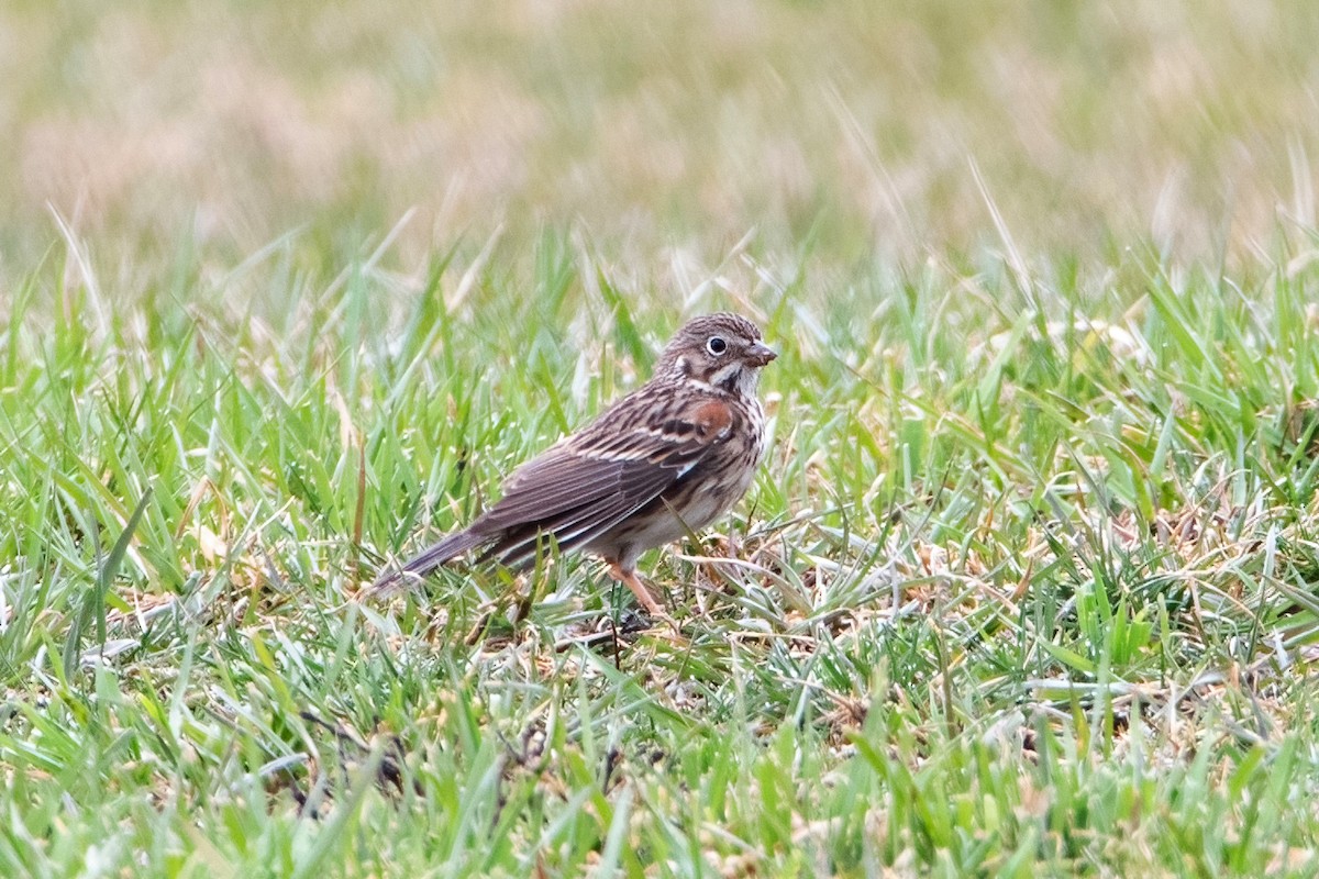 Vesper Sparrow - Sue Barth