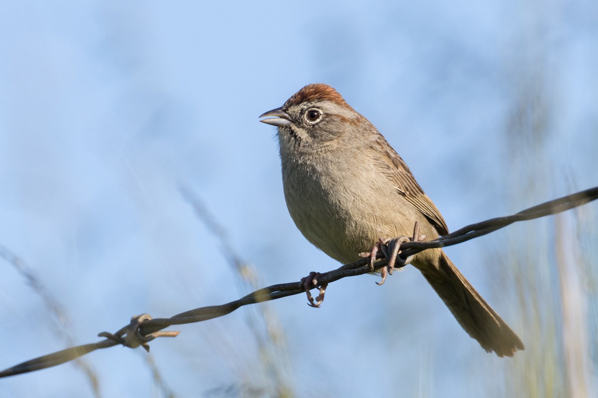 Rufous-crowned Sparrow - Braxton Landsman