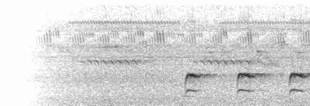  - Three-banded Courser