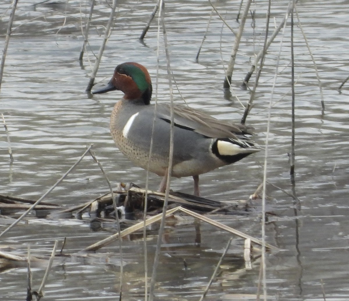 Green-winged Teal - ML553976461