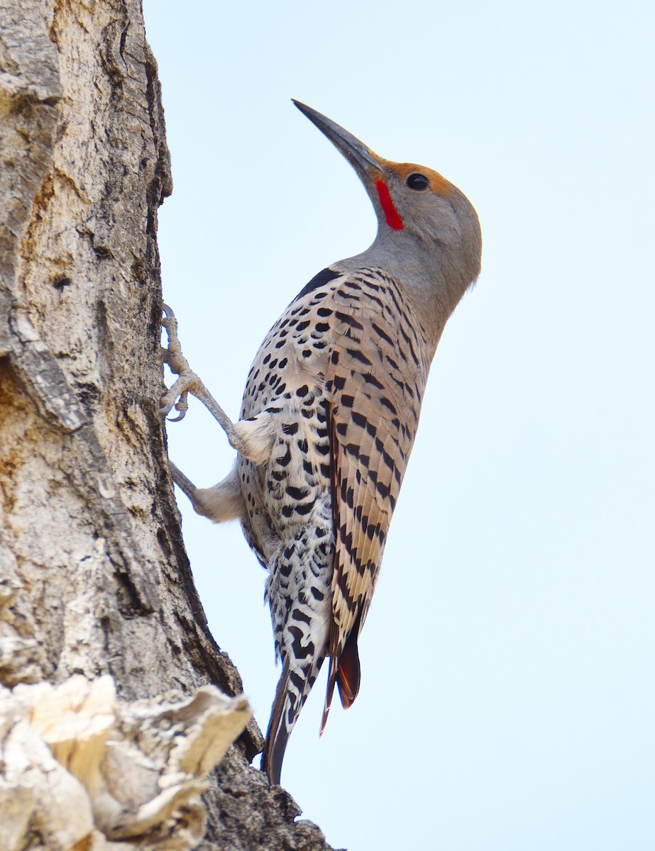 Northern Flicker (Red-shafted) - ML553979991