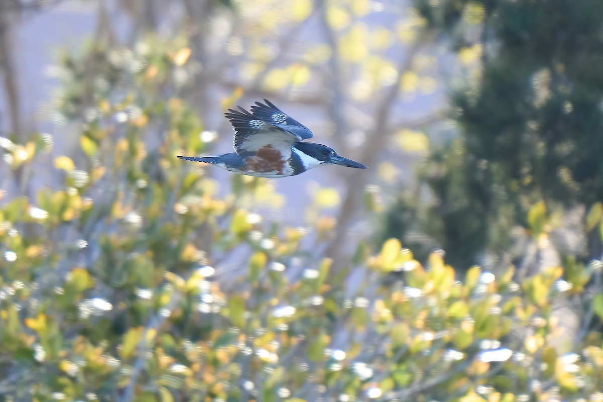 Belted Kingfisher - ML553981011