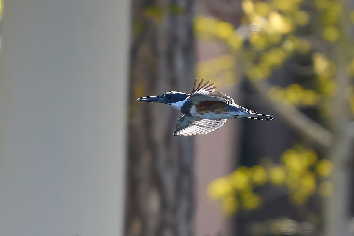 Belted Kingfisher - ML553981021