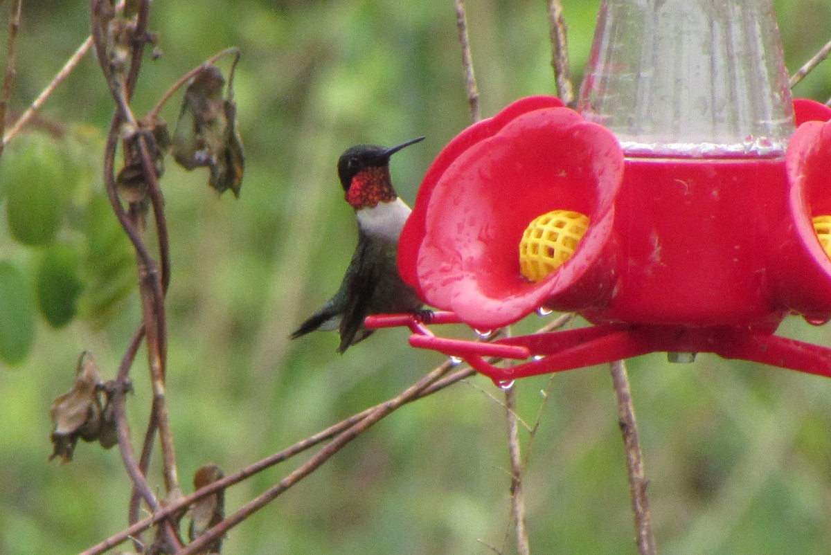 Ruby-throated Hummingbird - ML55398241