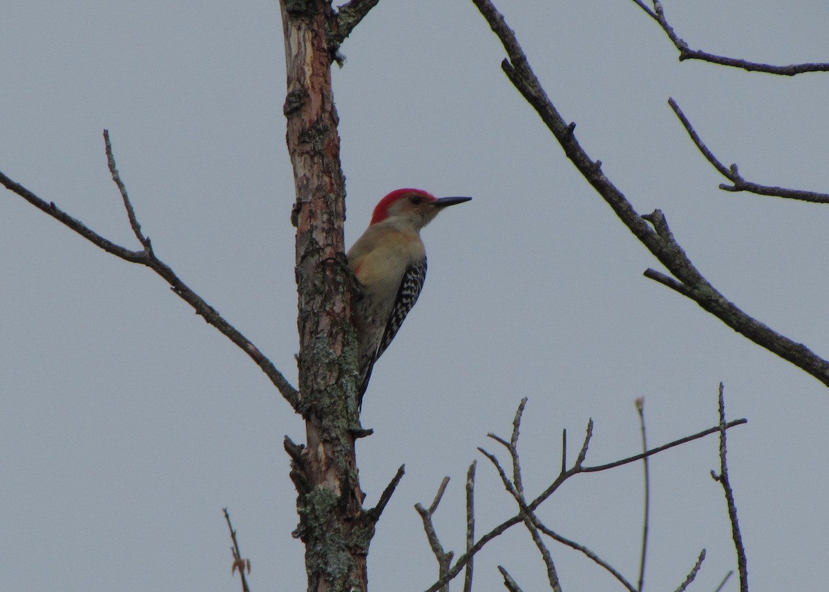 Red-bellied Woodpecker - Randy Wilson