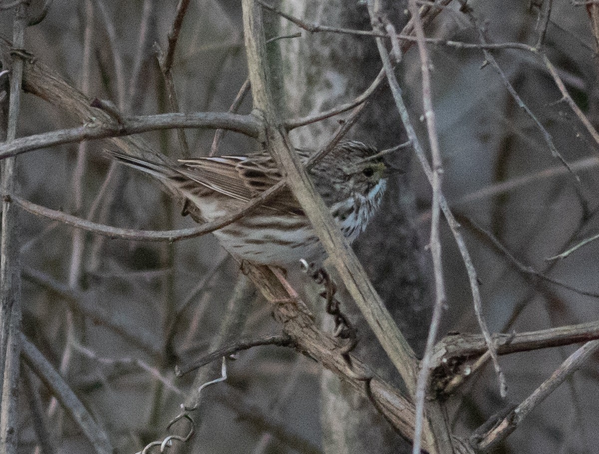 Savannah Sparrow - ML553984781