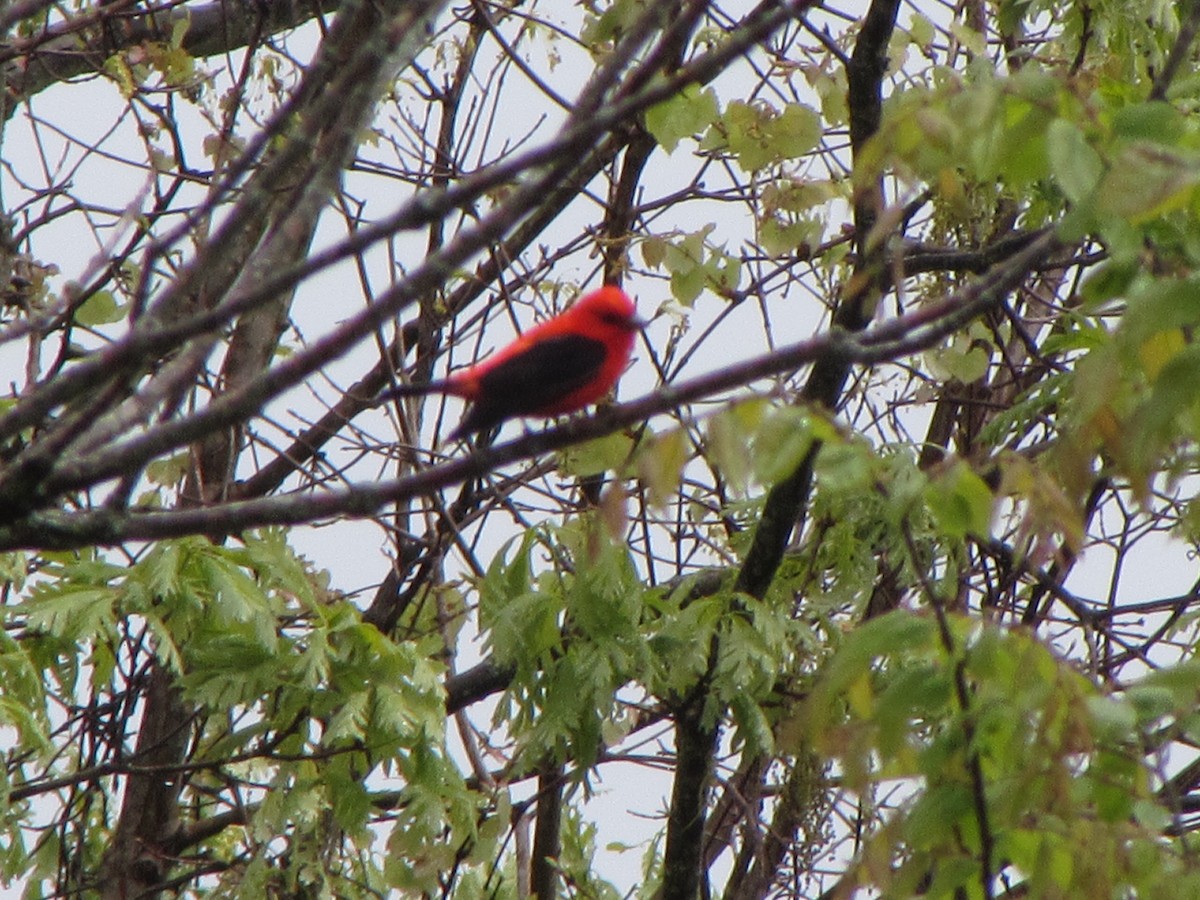 Scarlet Tanager - ML55398621