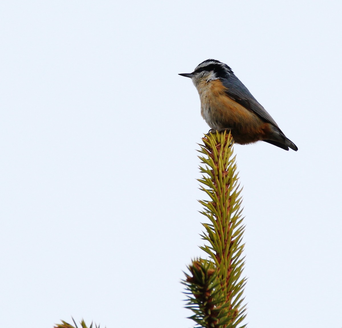 Red-breasted Nuthatch - ML55399161