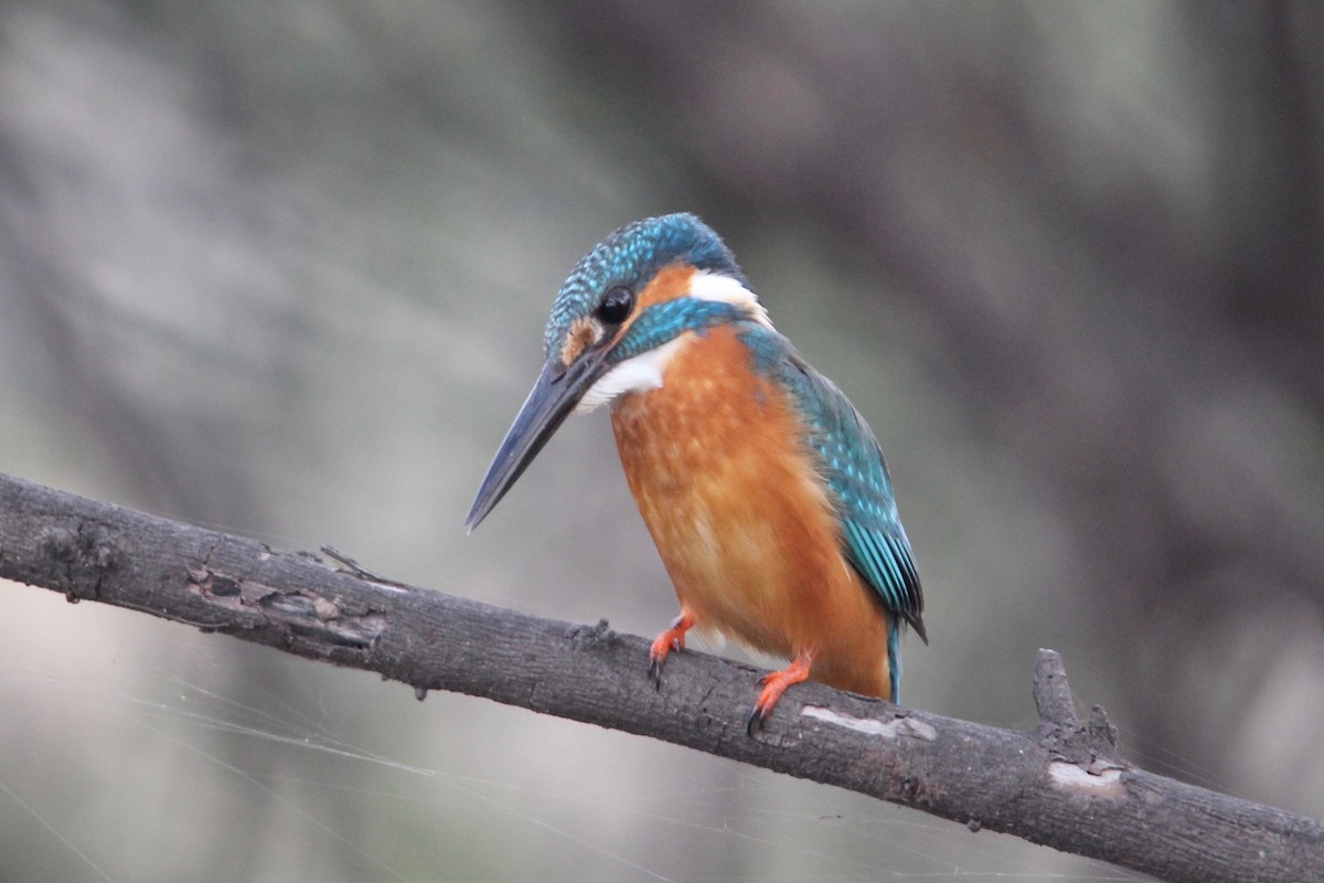 Common Kingfisher - Robert Gowan
