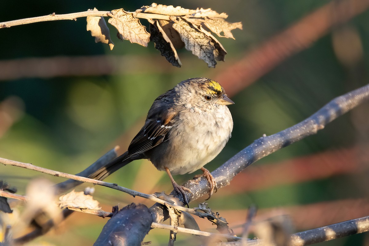 Golden-crowned Sparrow - MI YU