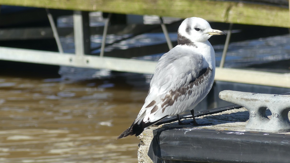 Mouette tridactyle - ML554010201